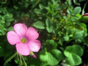 蒲城花卉盆栽与江苏轴流风机的绿色共生之路